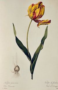 a drawing of a tulip with a yellow and red flower