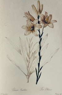 a drawing of two lilies on a plant