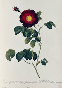 an engraving of a red rose with green leaves