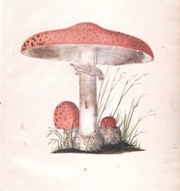 a drawing of a red mushroom on a grassy field