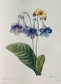 a drawing of a purple flower with a butterfly on it