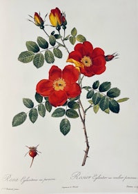 a drawing of red roses on a branch