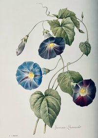 a drawing of a plant with blue and blue flowers