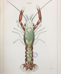 an old illustration of a lobster