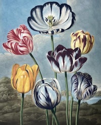 a painting of tulips in different colors