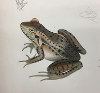 a drawing of a frog on a piece of paper