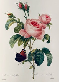 a print of a pink rose with a butterfly on it