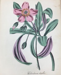 an illustration of a pink flower with green leaves