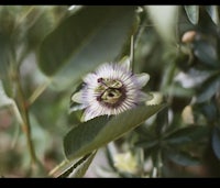 a flower with a purple center and green leaves