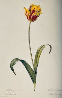 a drawing of a tulip with a yellow flower