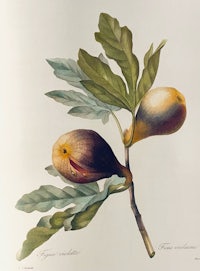 two figs on a branch with leaves