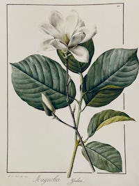 an engraving of a white magnolia flower