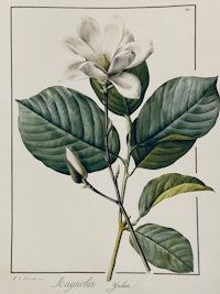 an engraving of a white magnolia flower