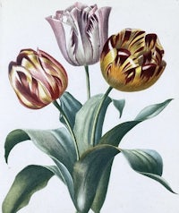 three tulips in a vase on a white background