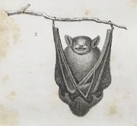 a drawing of a bat hanging from a branch