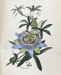 an old book with an illustration of a passion flower