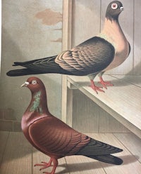 two pigeons standing on a wooden floor