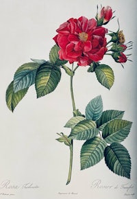 a drawing of a red rose with green leaves