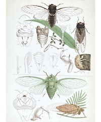 a drawing of insects and other insects