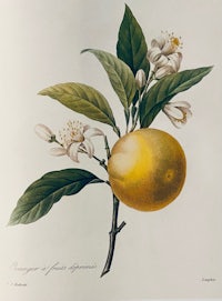 a drawing of an orange with flowers and leaves