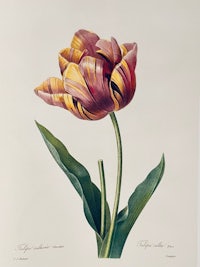 a print of a tulip on a leaf