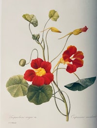 a book with an illustration of red flowers and green leaves