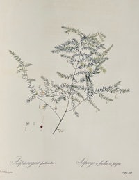 a drawing of a plant with leaves and berries