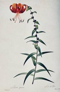 a drawing of an orange lily on a stem