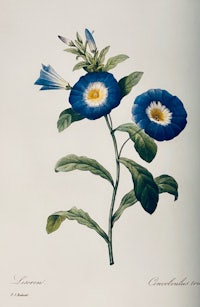 a drawing of a blue flower with white flowers