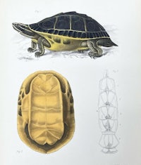 a drawing of a turtle and its shell