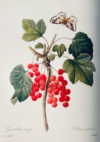 a drawing of red currants and a butterfly