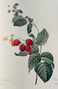 a drawing of a raspberry plant with leaves and berries