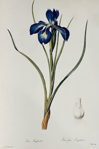 an engraving of a blue iris and a garlic plant