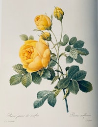 a book with yellow roses and green leaves