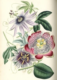 an illustration of a flower with leaves and flowers