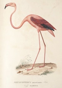 an illustration of a pink flamingo standing on the ground