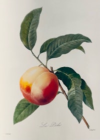 a painting of a peach on a branch