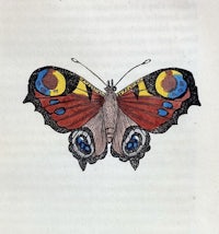 a drawing of a butterfly with colorful eyes