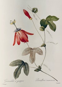 a drawing of a red flower with green leaves