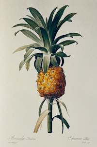 an engraving of a pineapple on a stem