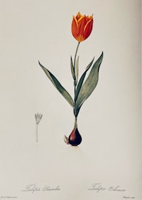 a drawing of a tulip in a pot