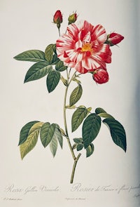 a drawing of a red rose with green leaves