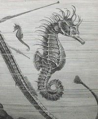 a drawing of a seahorse wood print