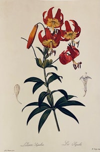 an engraving of a lily with red flowers and leaves