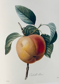 an engraving of a peach on a branch