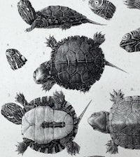 a black and white drawing of various turtles