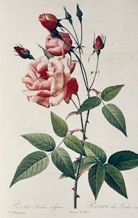 a drawing of a pink rose with green leaves