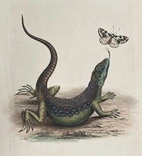 a drawing of a lizard and a butterfly