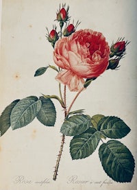 a drawing of a rose with green leaves