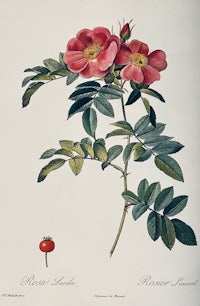 a drawing of a rose with leaves and berries